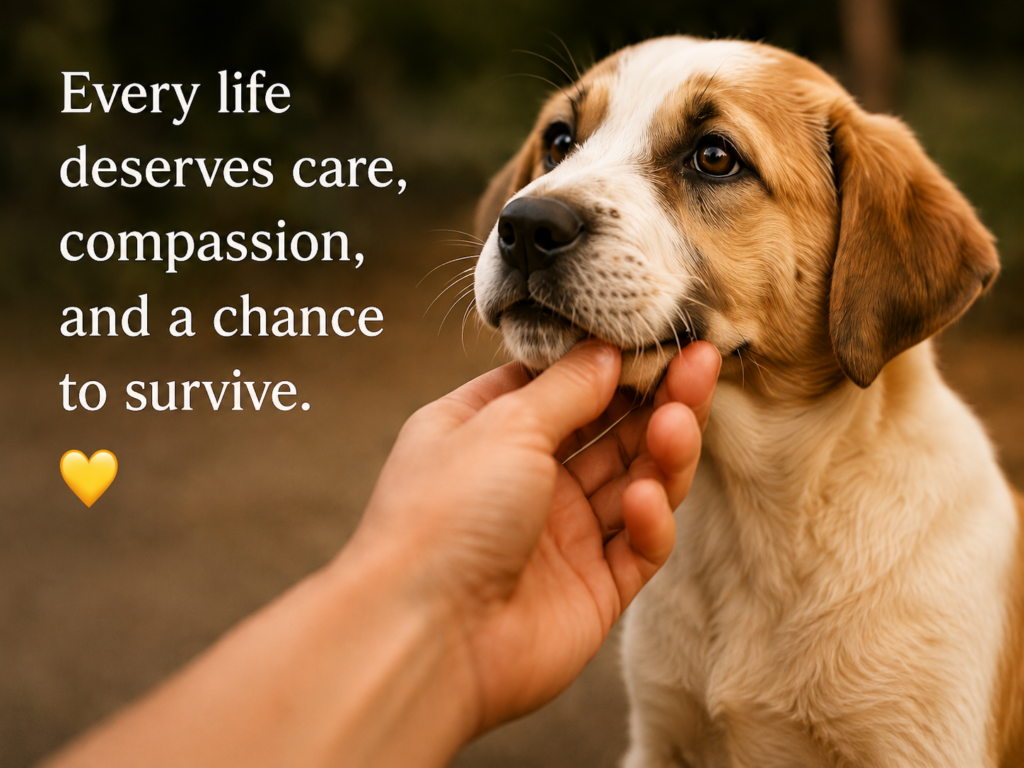 contact animal rescue ngo in punjab