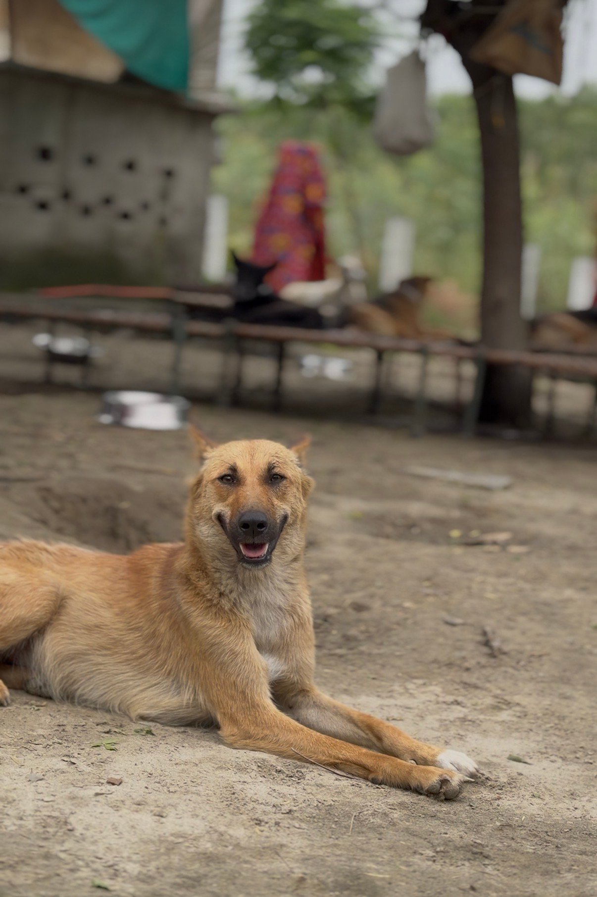 Rescued dogs living safely at the HIFAZAT animal shelter and rehabilitation center