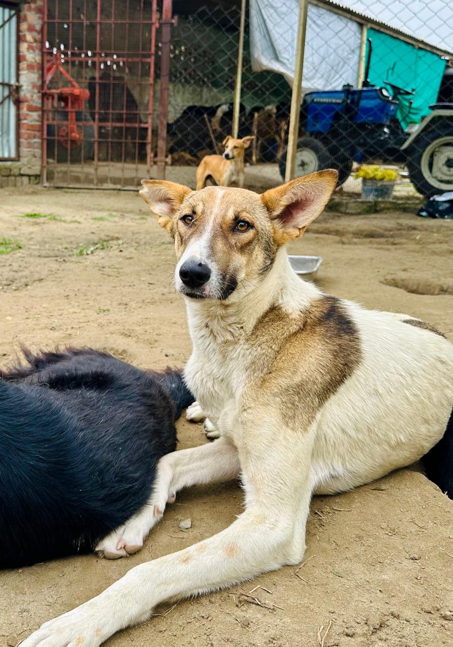 animal rescue ngo in punjab