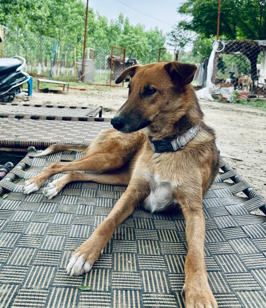 dog rescue ngo in punjab