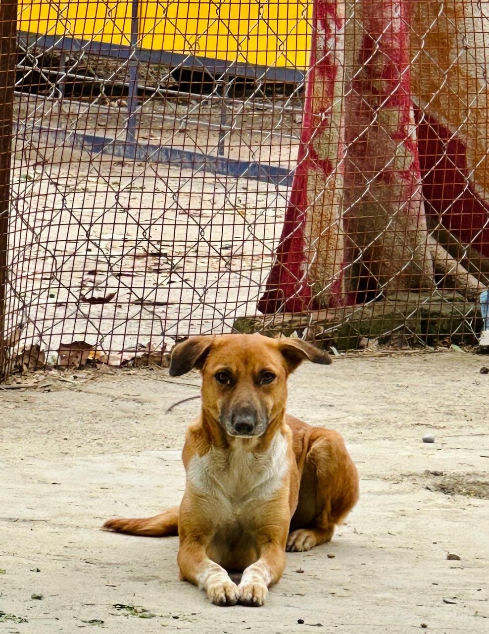 hifazat dogs