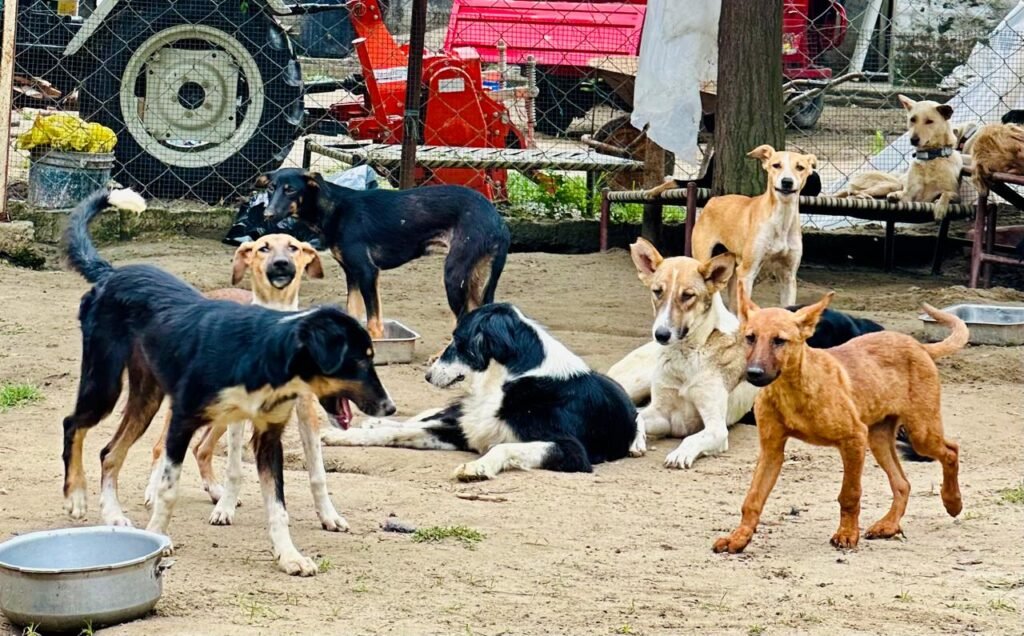 hifazat dogs