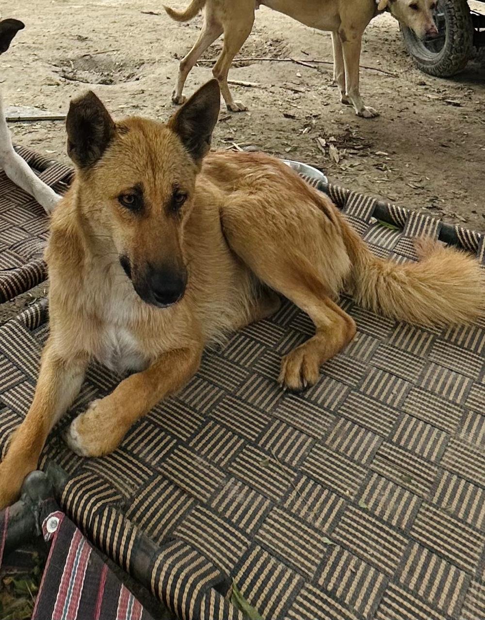 HIFAZAT NGO rescue team helping a street dog in urgent need of care