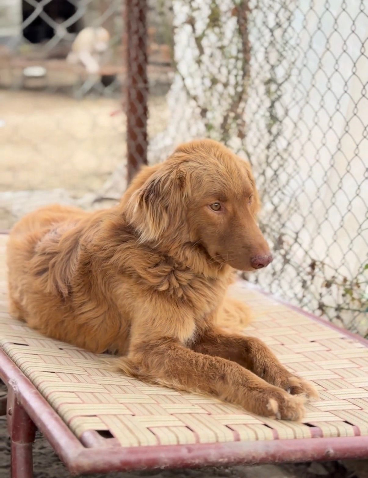 Safe environment for rescued dogs at HIFAZAT Animal Care and Rescue shelter