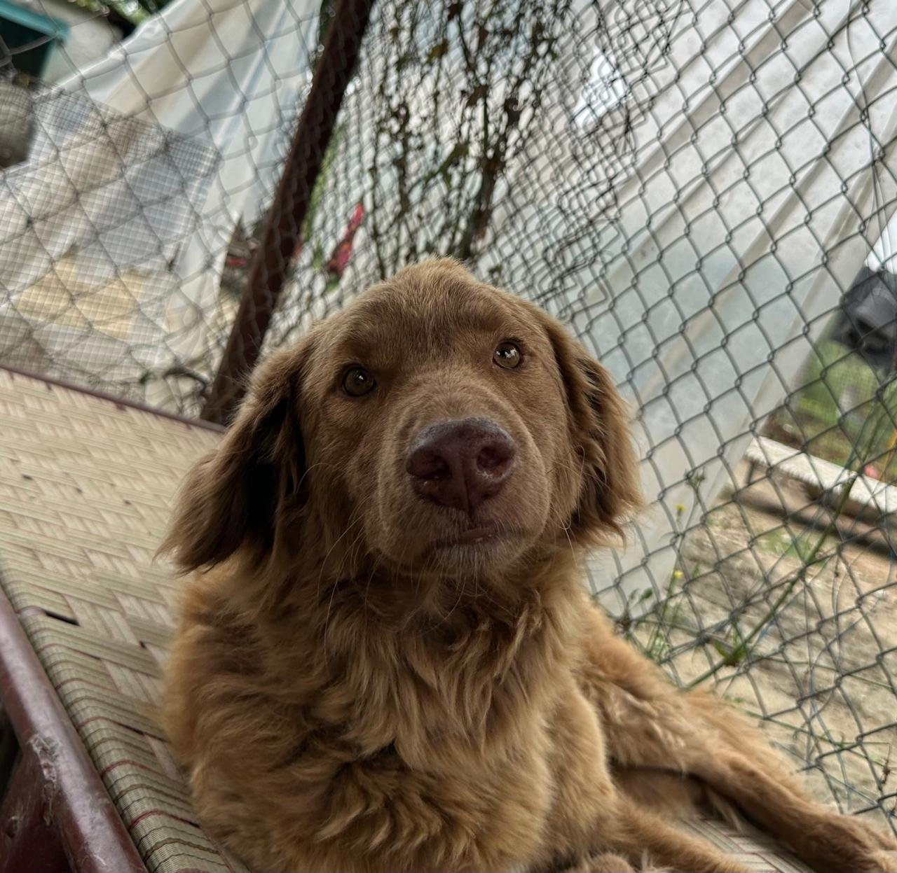 Safe shelter and rehabilitation facility for rescued dogs at HIFAZAT NGO