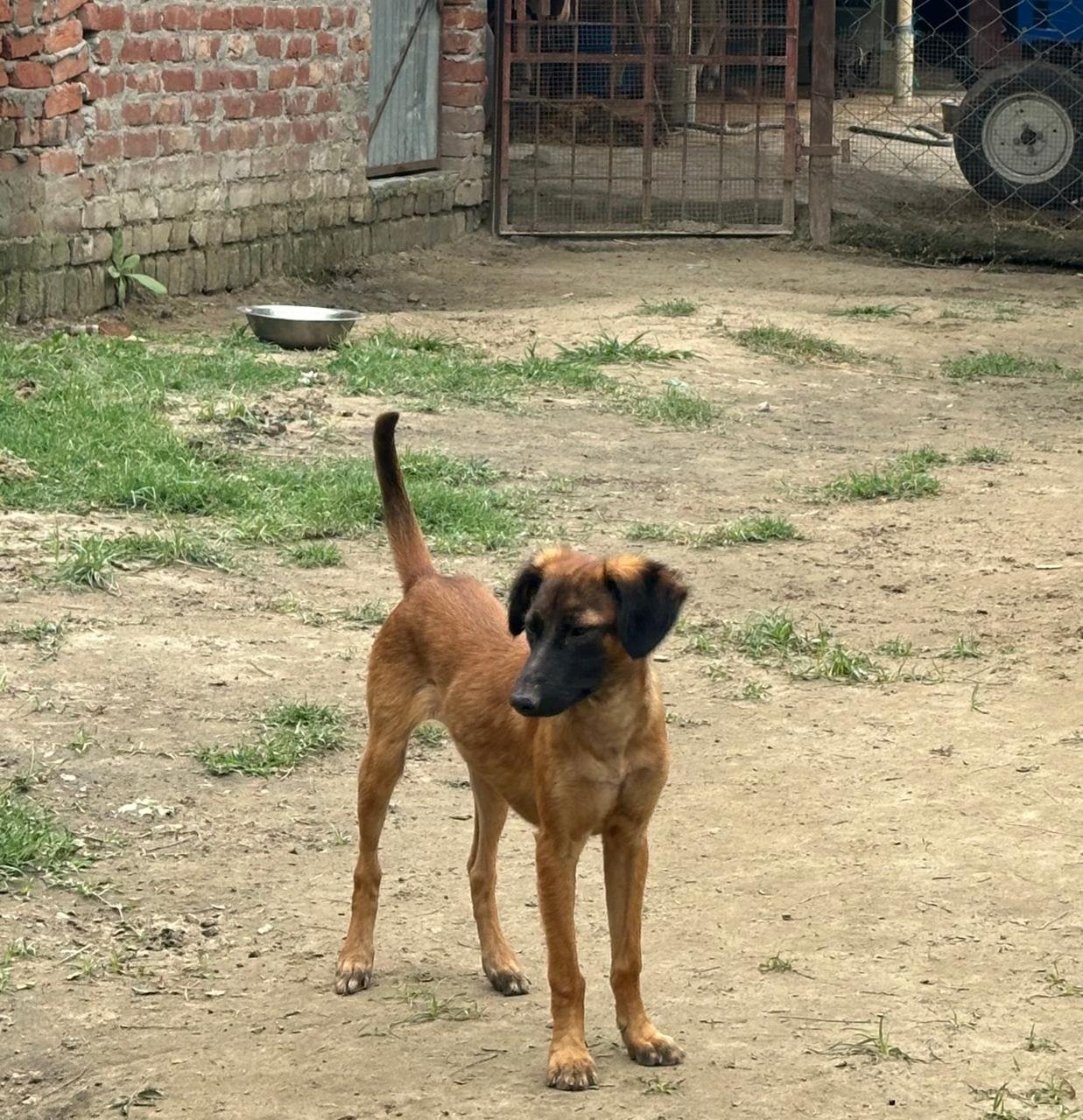 Street animal rescue operation conducted by HIFAZAT Animal Care and Rescue