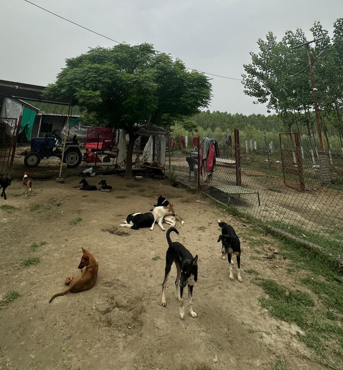 Street dog rescue and protection initiative by HIFAZAT Animal Care and Rescue