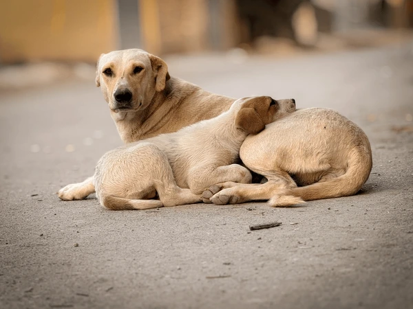 stray mother dog puppy resting 600nw 2746664337