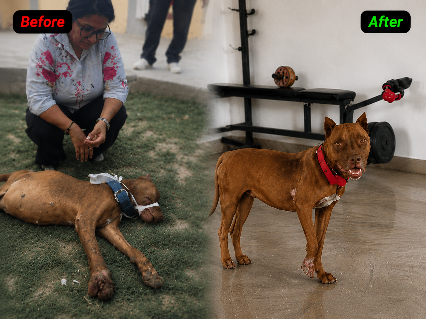 HIFAZAT Animal Care transformation of an injured stray dog after treatment