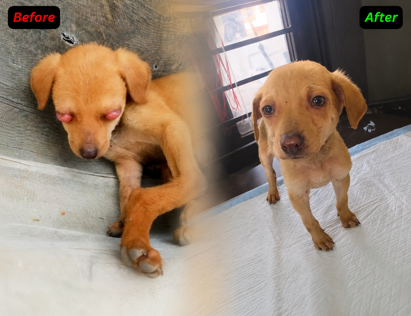 HIFAZAT Animal Care rescue of injured street dog and successful treatment