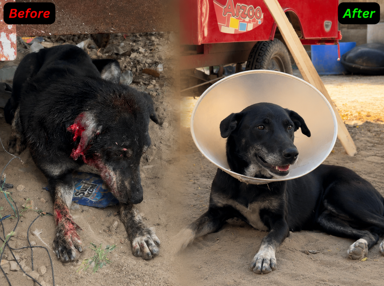 HIFAZAT NGO dog rescue before and after recovery transformation story