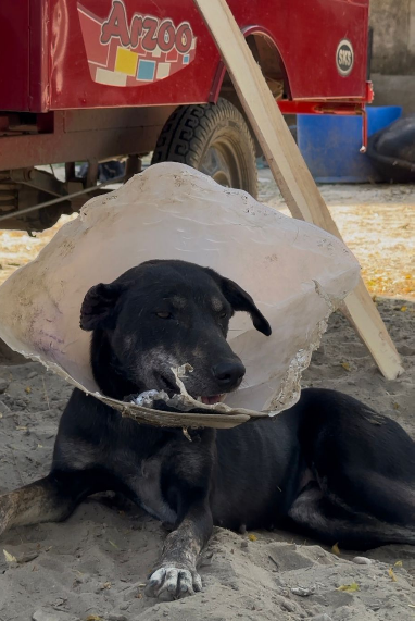 Nandu after recovery through HIFAZAT Animal Care and Rescue