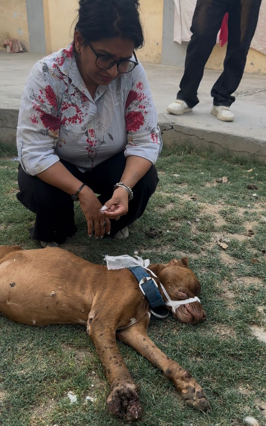 HIFAZAT NGO emergency dog rescue mission in Punjab