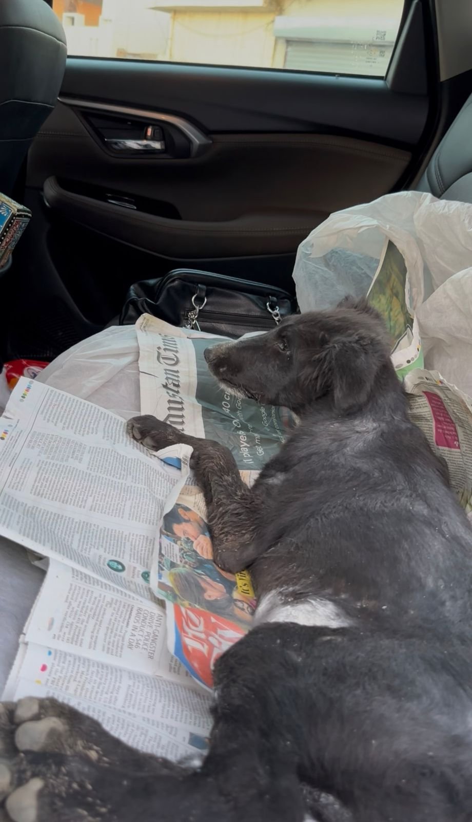 HIFAZAT Animal Care emergency rescue operation for an injured stray dog