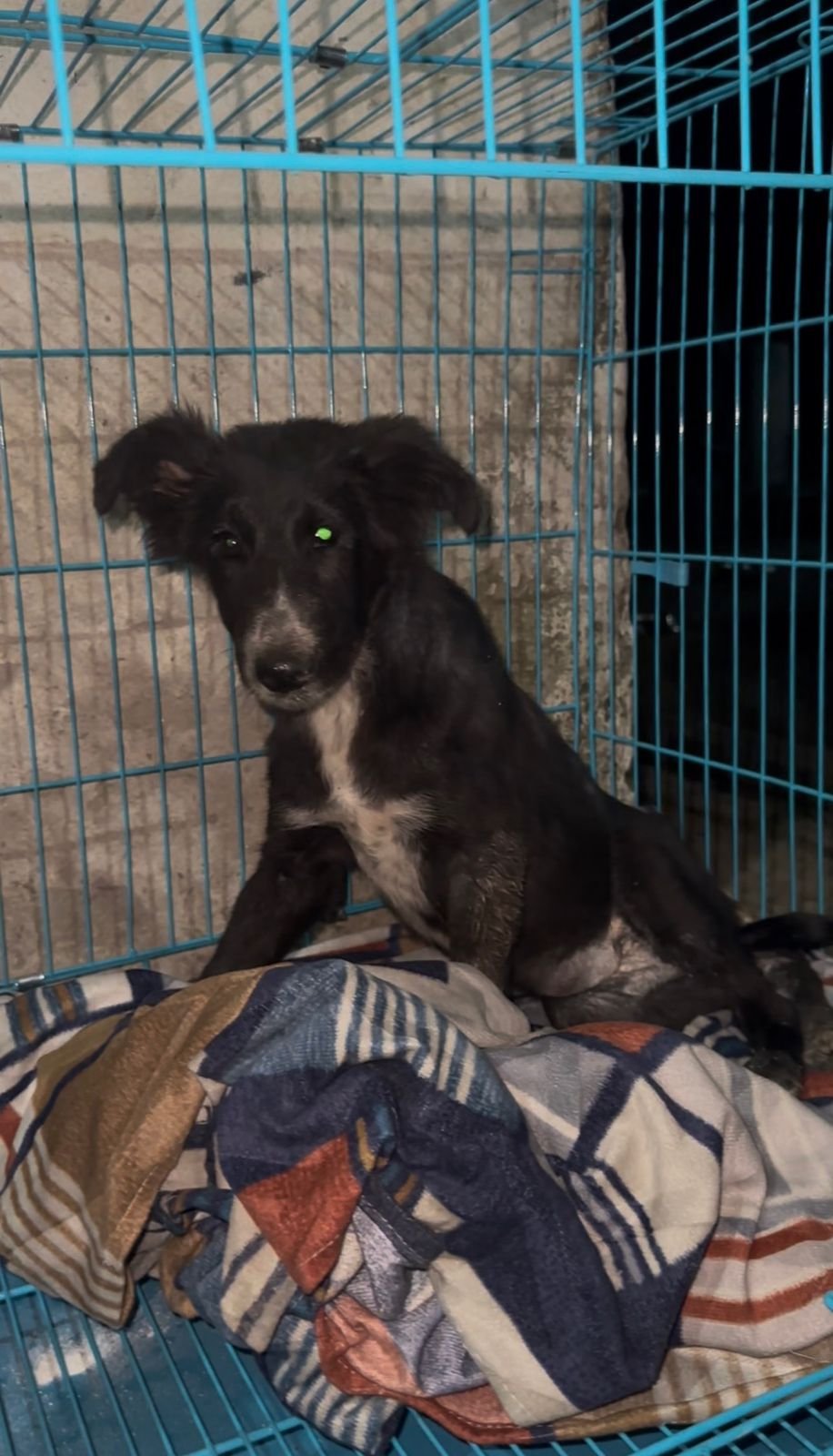Animal rescue team of HIFAZAT helping a vulnerable street dog in need