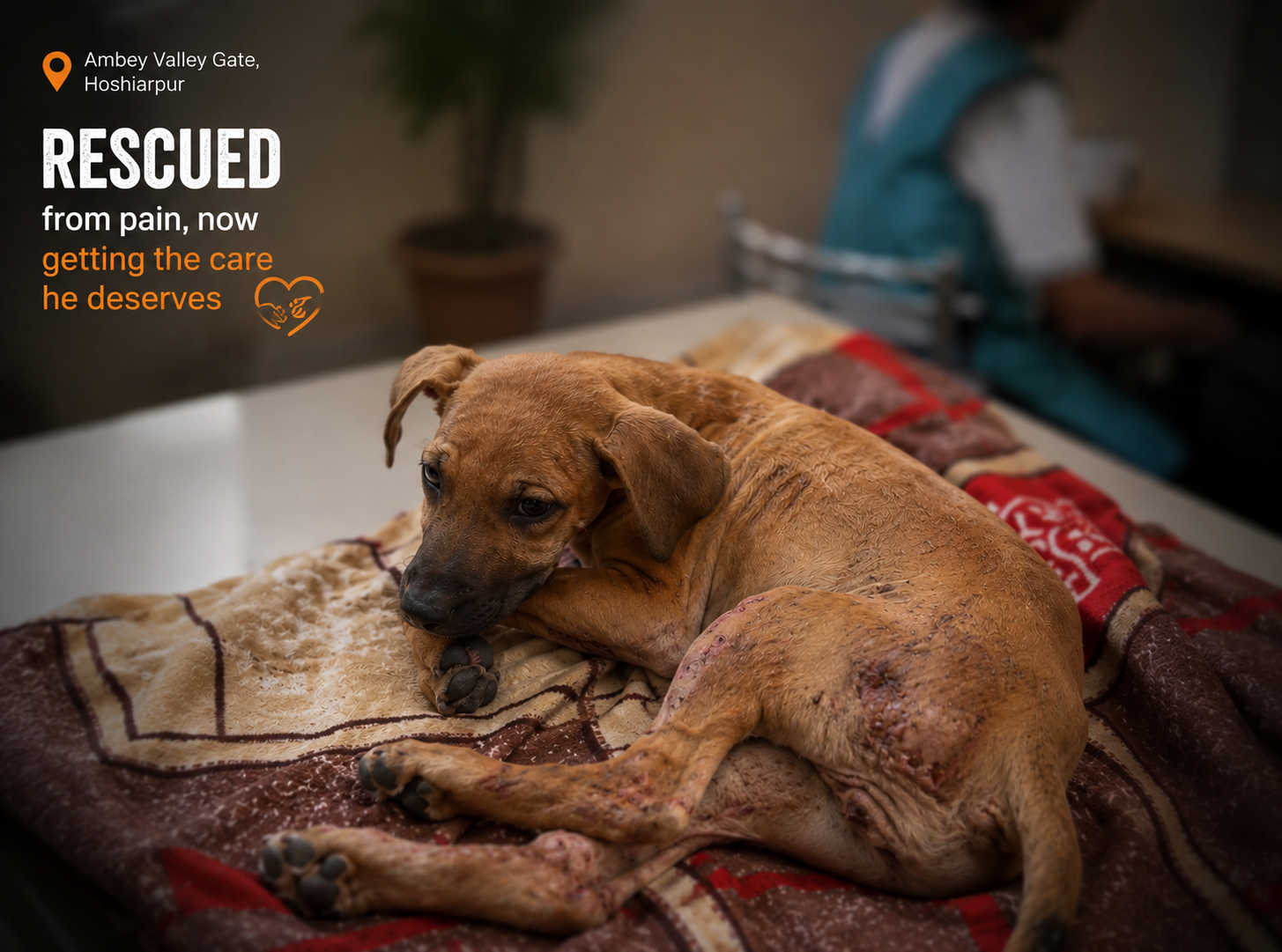 Rescued street dog receiving a second chance through HIFAZAT NGO