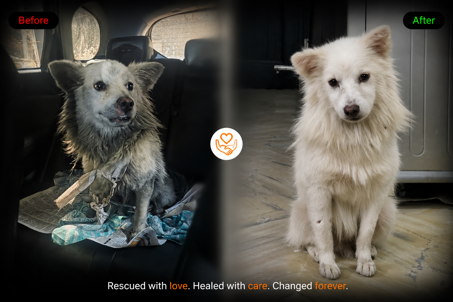 Street dog rehabilitation by HIFAZAT NGO after emergency rescue operation