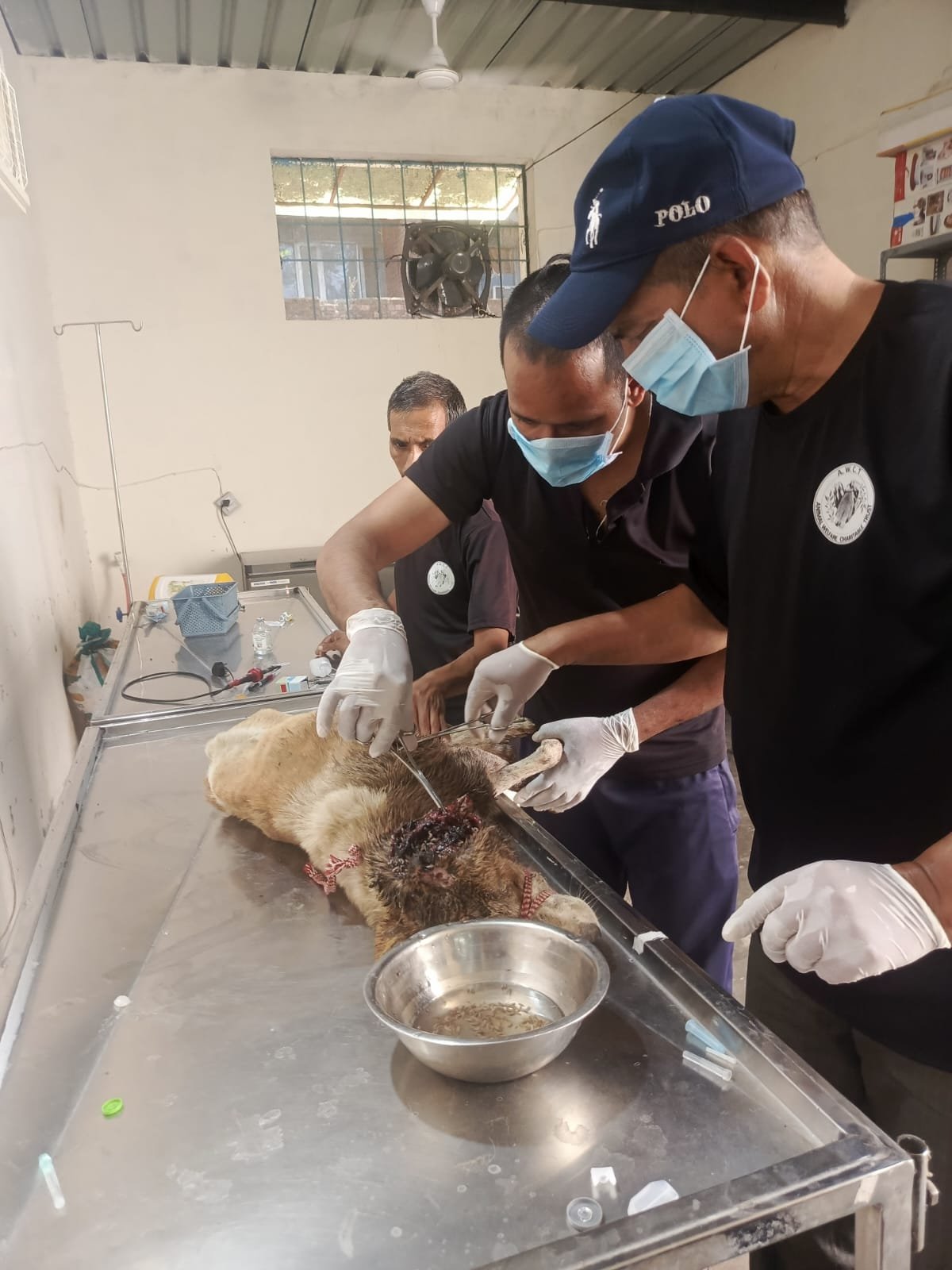 Veterinary treatment provided to a rescued street dog by HIFAZAT Animal Care and Rescue
