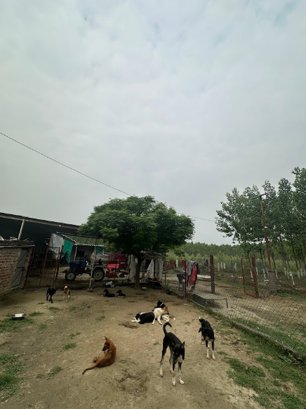 Safe housing and rehabilitation services for rescued street dogs at HIFAZAT