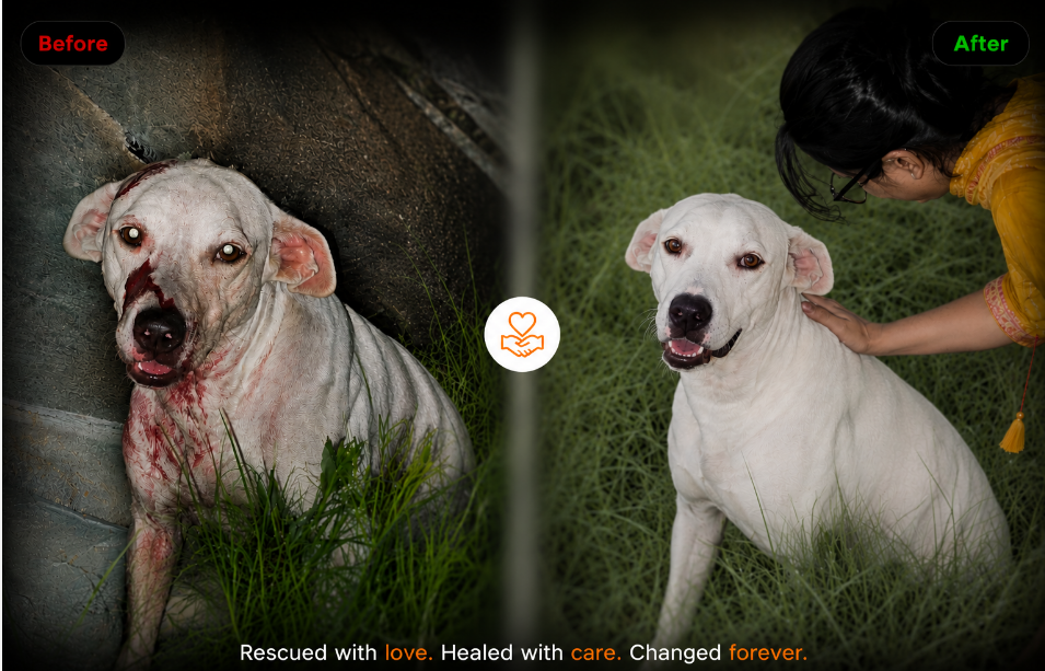 Before and after recovery journey of a rescued street dog at HIFAZAT NGO