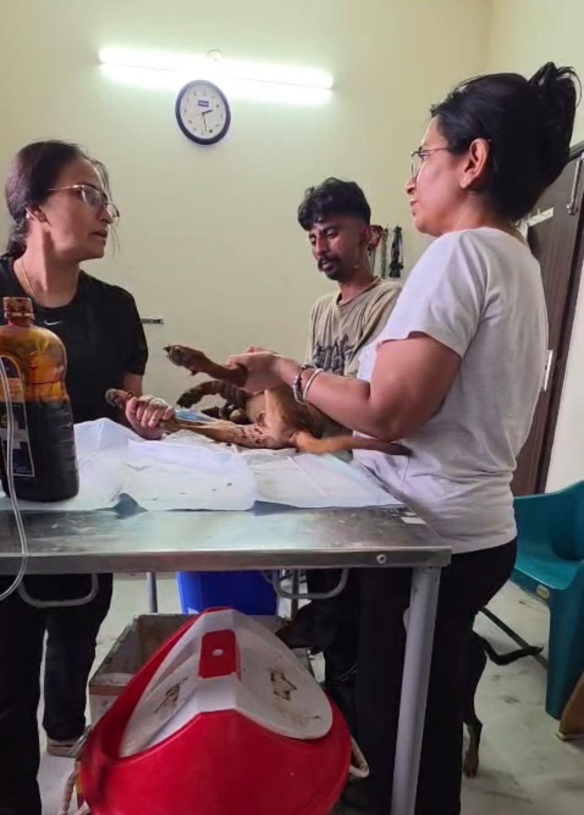 Medical treatment program for homeless street dogs at HIFAZAT NGO