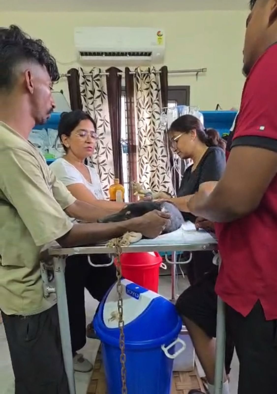 HIFAZAT NGO medical care and recovery support for an injured stray dog