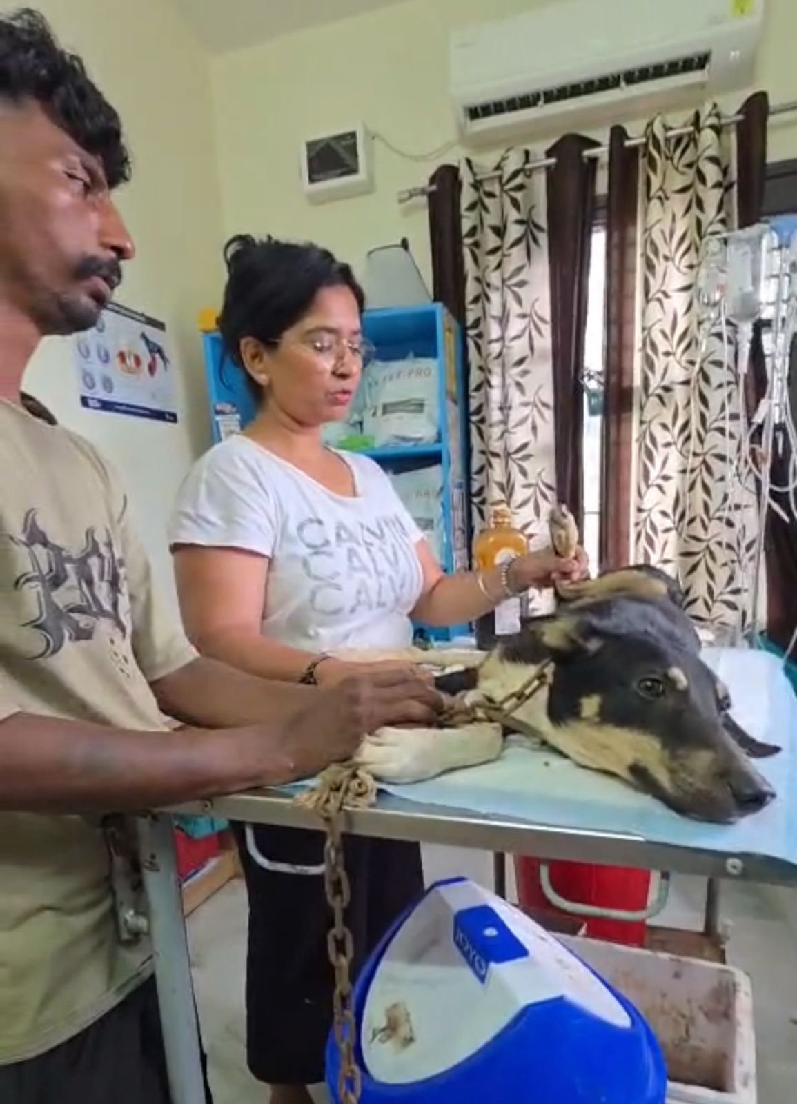 Emergency animal treatment and rehabilitation by HIFAZAT NGO
