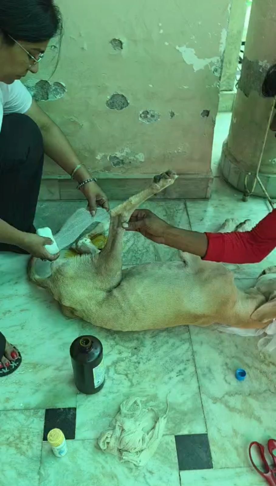 Rescued dog receiving veterinary attention through HIFAZAT Animal Rescue