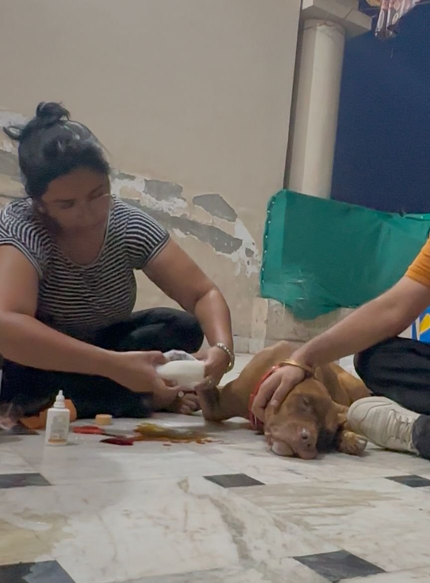 Advanced veterinary treatment provided to a rescued dog by HIFAZAT Animal Care and Rescue