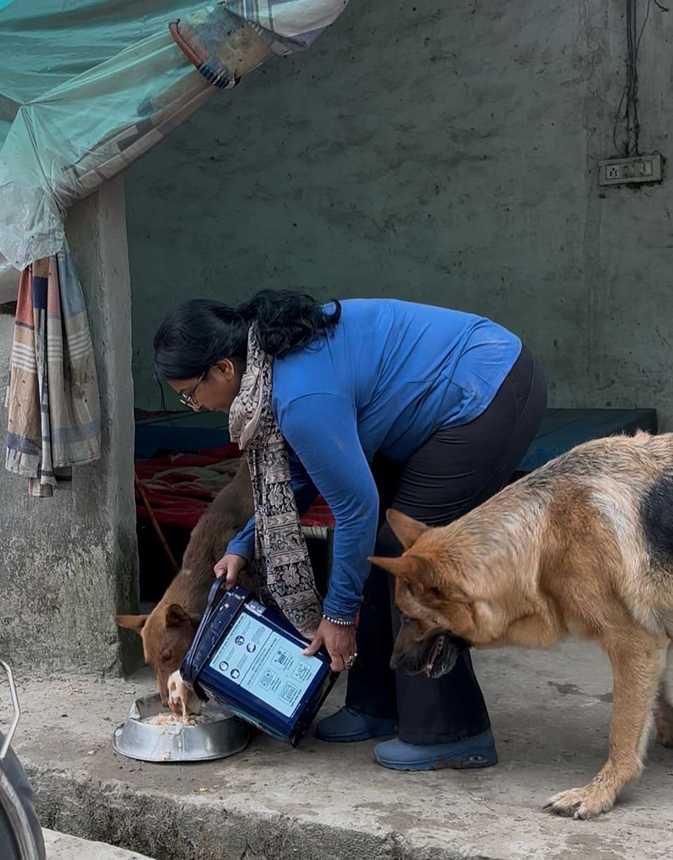 Daily feeding initiative for stray and rescued dogs by HIFAZAT NGO volunteers