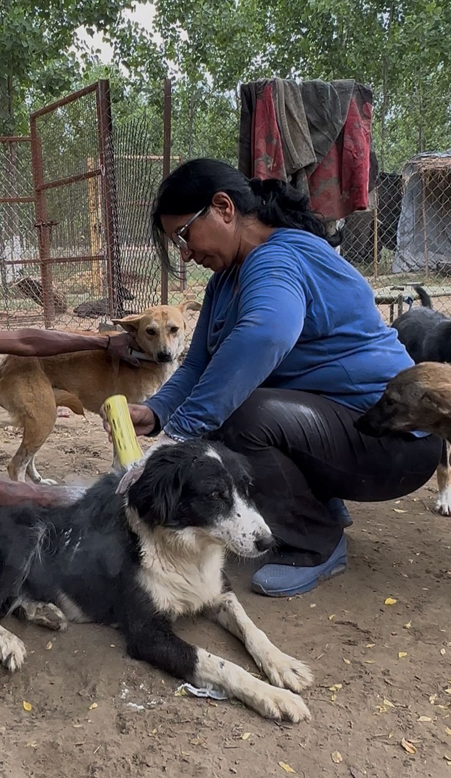 Emergency medical treatment and rehabilitation efforts by HIFAZAT Animal Rescue