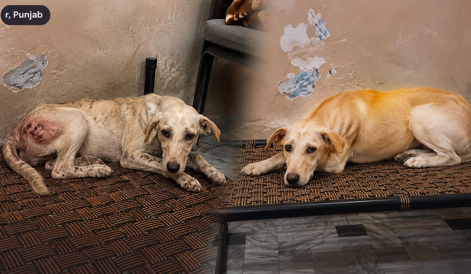 HIFAZAT Animal Care and Rescue success story of a rescued stray dog