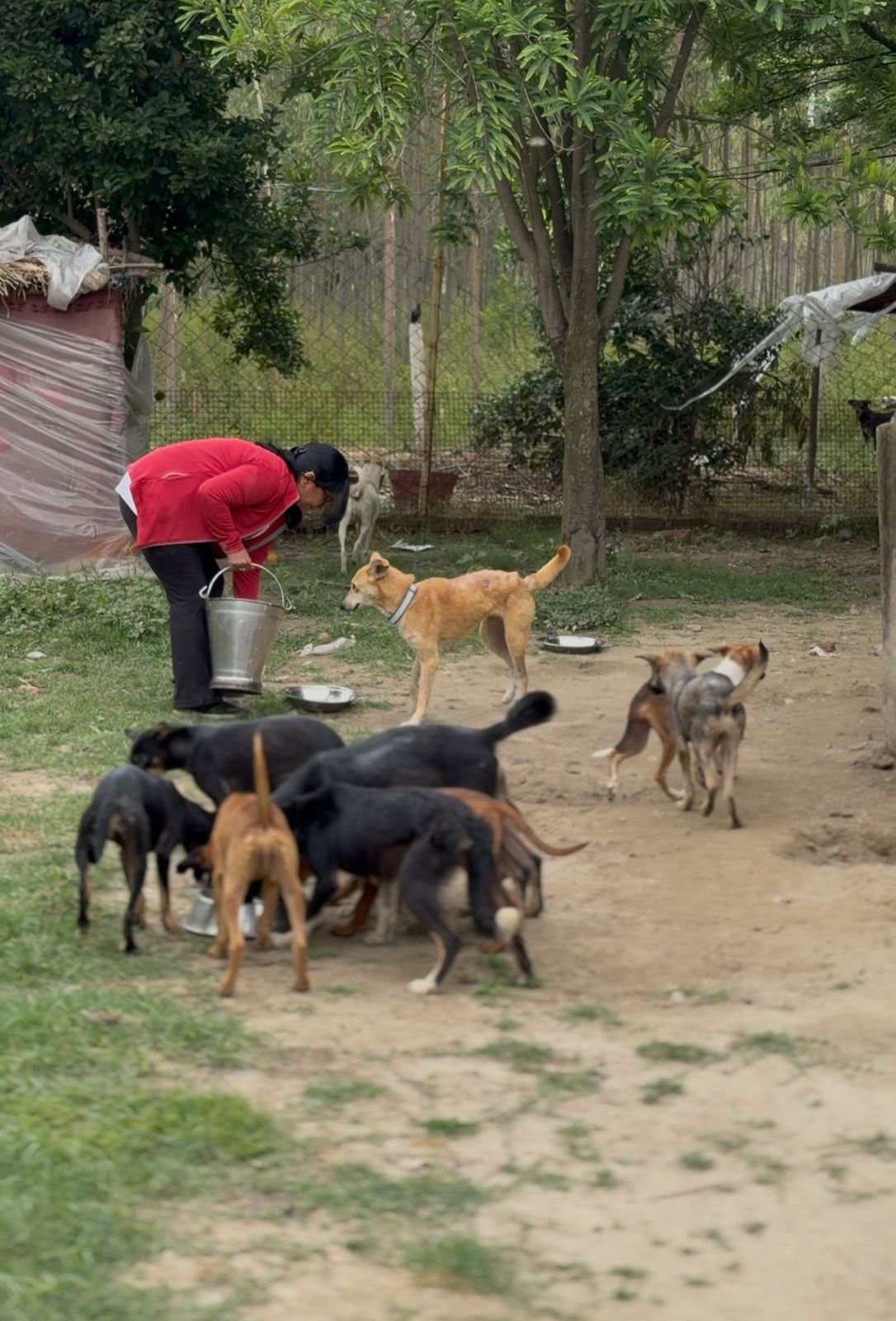 HIFAZAT NGO feeding and caring for rescued street dogs
