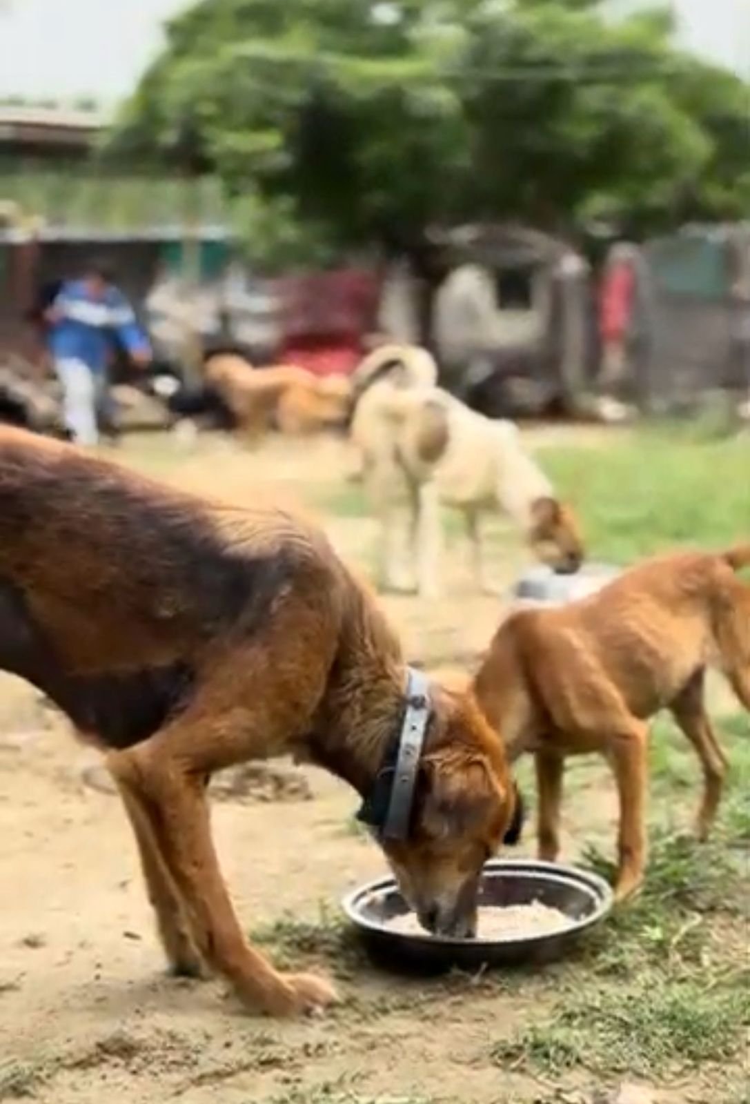 HIFAZAT NGO feeding rescued street dogs as part of daily animal welfare efforts