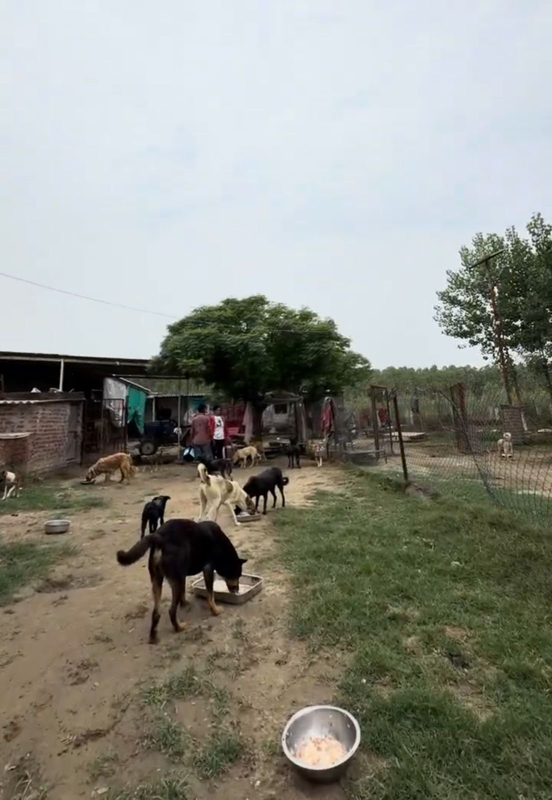 Animal welfare feeding initiative by HIFAZAT NGO for abandoned street dogs