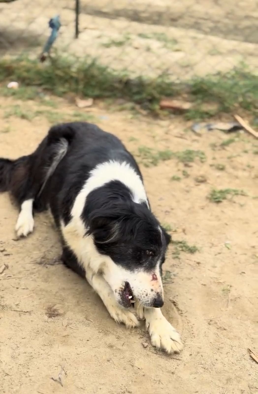 Providing nutritious meals to rescued and homeless dogs through HIFAZAT
