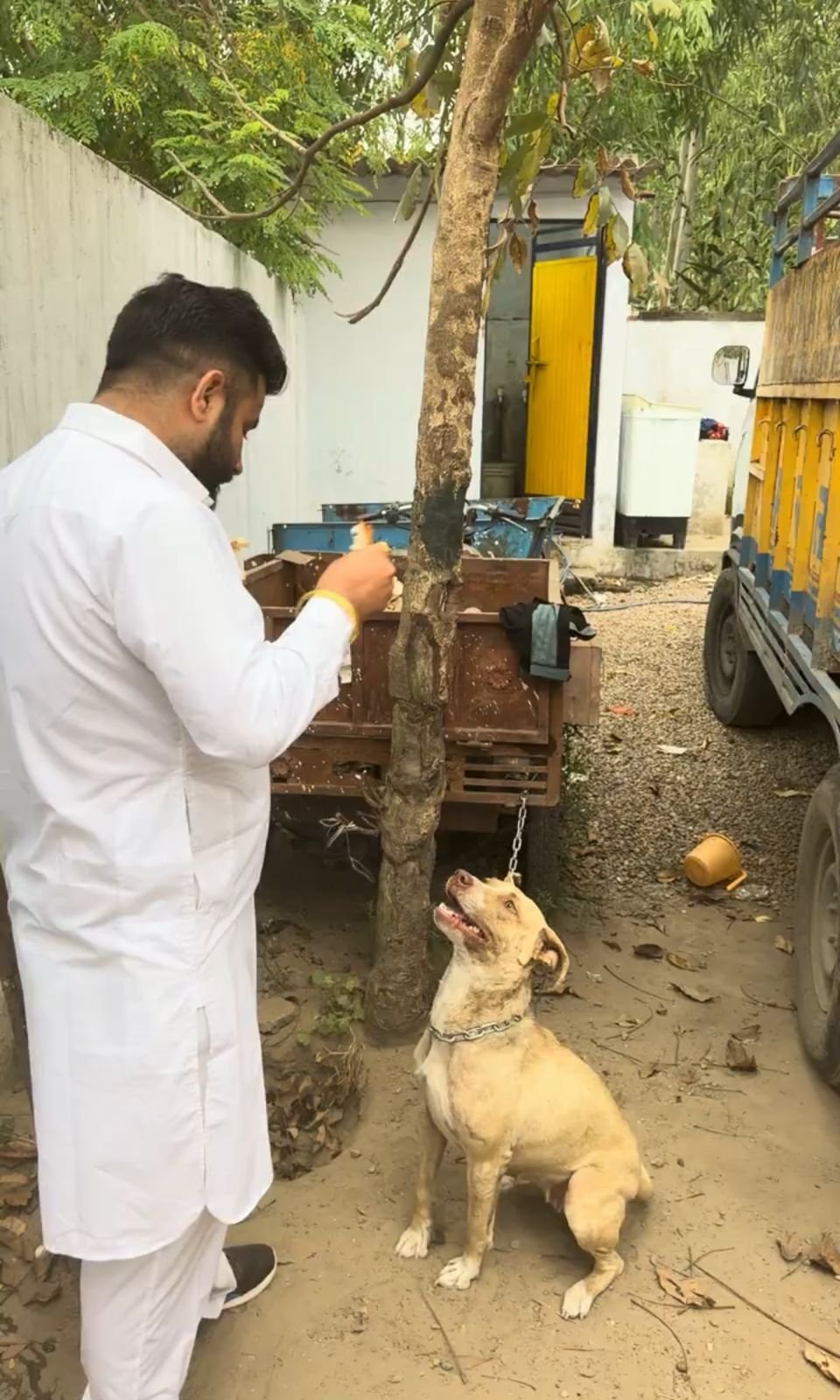 Community feeding program for stray dogs by HIFAZAT Animal Care and Rescue